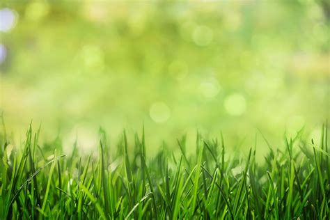 Green Grass Background Pictures .